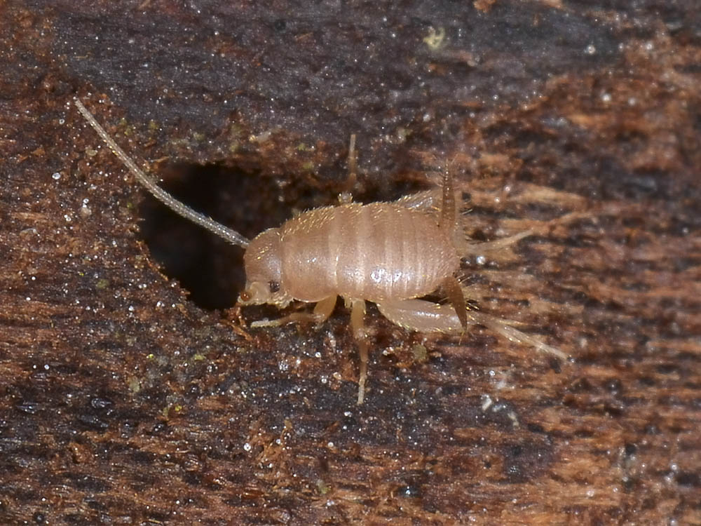 Myrmecophilidae?